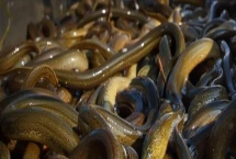 養殖黃鱔的適宜溫度，適宜生長水溫為15-30℃左右